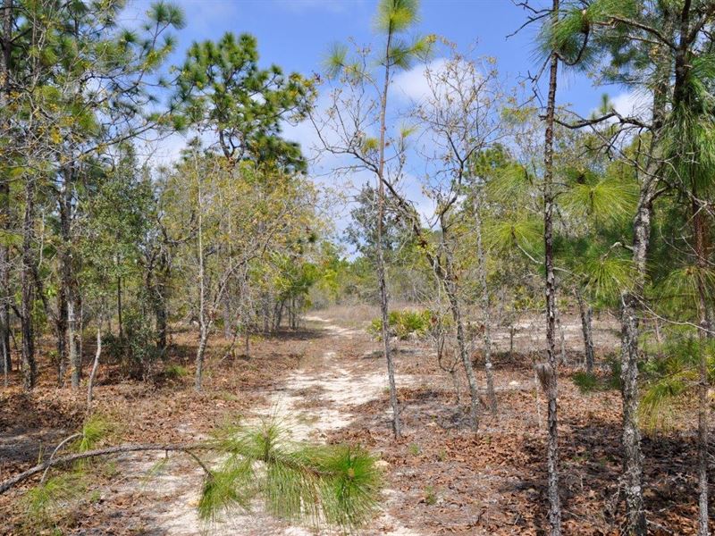 Annutteliga Hammock Tract 4 : Weeki Wachee : Hernando County : Florida