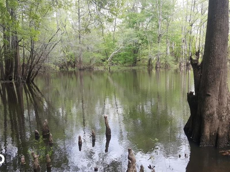 Livingston Creek Hunting and Fishin : Riegelwood : Columbus County : North Carolina