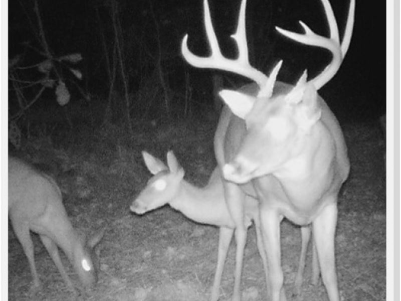 720 Acres in Yazoo County : Satartia : Yazoo County : Mississippi