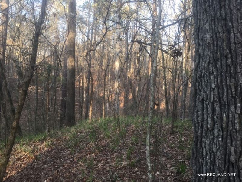 20 Ac Timberland & Hunting Adj : Sicily Island : Catahoula Parish : Louisiana