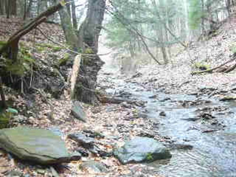 Hunting, Hiking, Horseback Riding : Montour Falls : Schuyler County : New York
