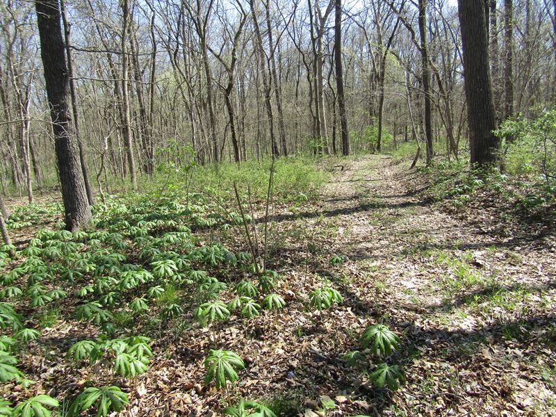72 Ac. Prime Hunting Land Absolute : Dix : Jefferson County : Illinois