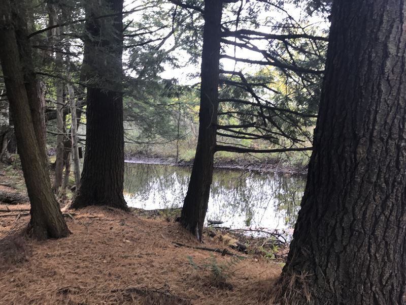 Sandy Pine Ridge Forest : Williamstown : Oswego County : New York