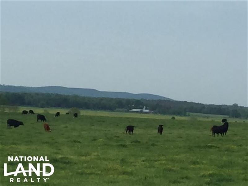 Smith Creek Cattle Ranch and Farm : Russellville : Franklin County : Alabama