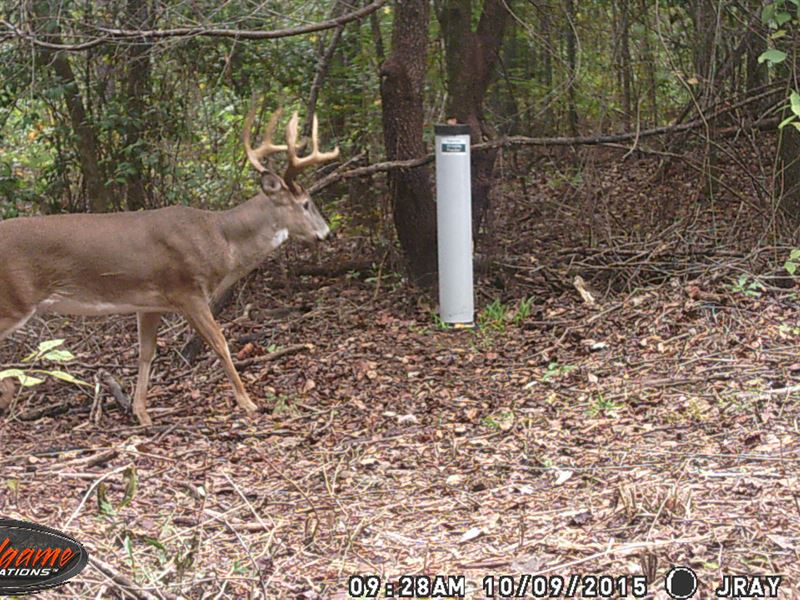 Macon County, Georgia 188Acres : Oglethorpe : Macon County : Georgia
