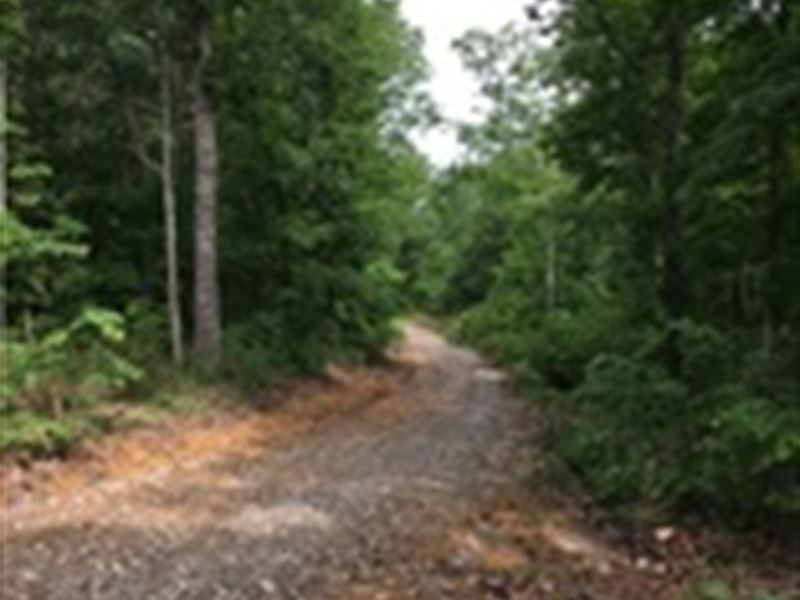 21 Wooded Acres in Adair County, Ky : Columbia : Adair County : Kentucky