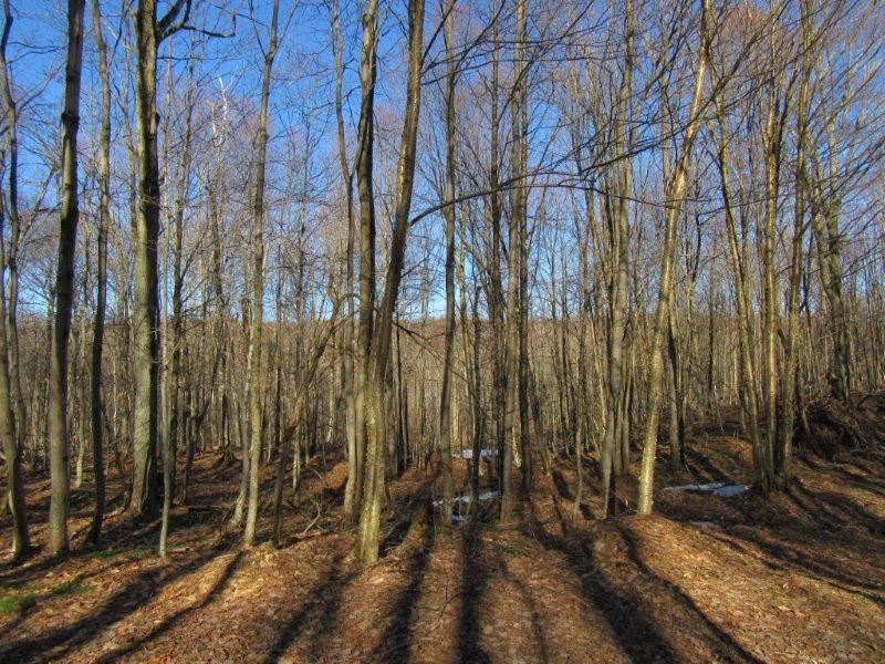 100 Acres Osceola Ny Near Forest : Osceola : Lewis County : New York