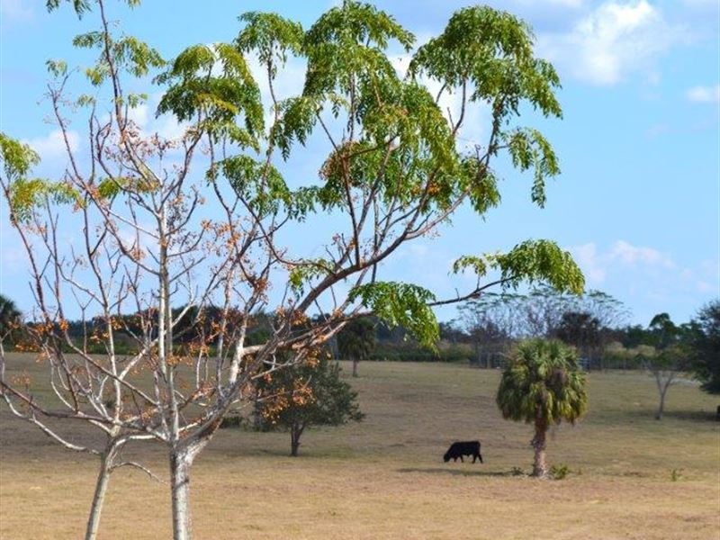 Lake Wales Grove and Homesites : Lake Wales : Polk County : Florida