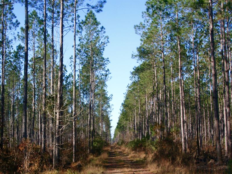 Apalach Timber Farm : Bristol : Liberty County : Florida