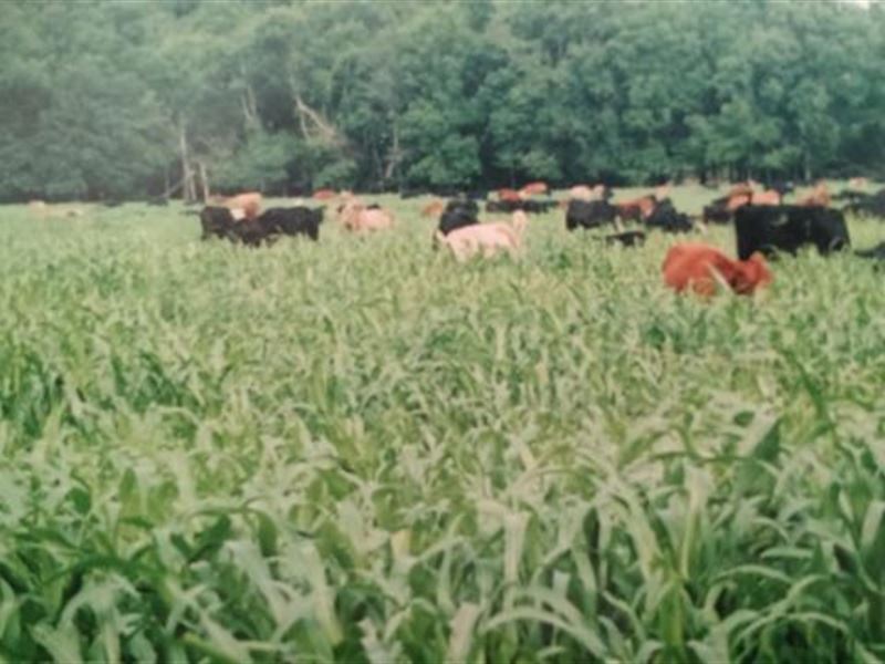Organic Meat and Produce Farm : Norwood : Wright County : Missouri