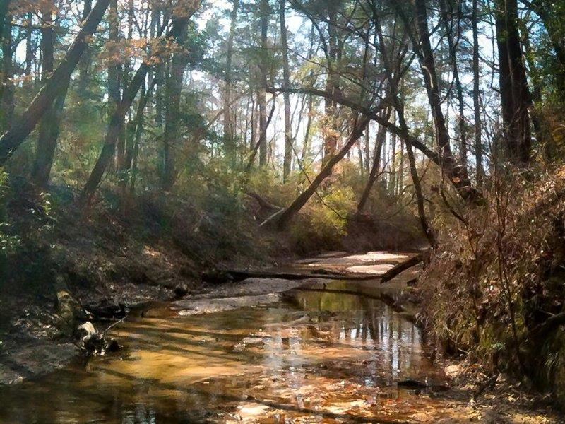 683 Acres Cr 3400 : Colmesneil : Tyler County : Texas