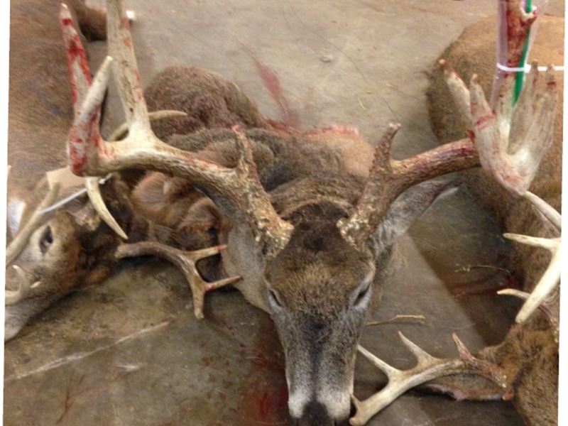 Excellent Deer Hunting Land : Cassville : Grant County : Wisconsin