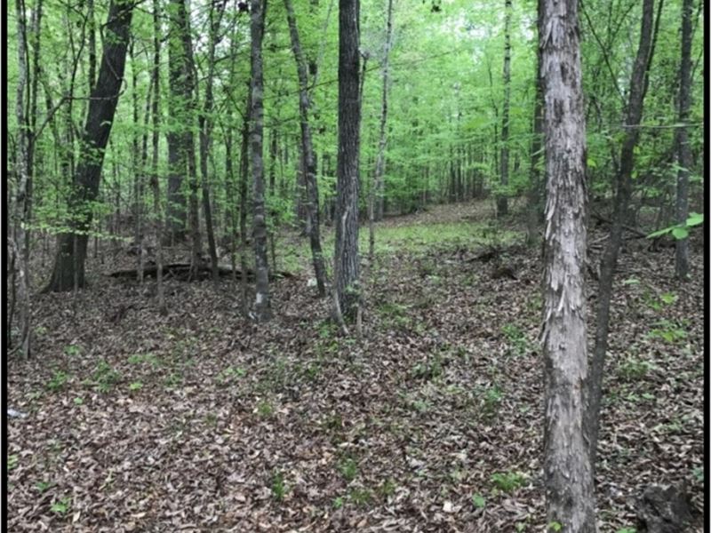 249 Acres in Calhoun County : Pittsboro : Calhoun County : Mississippi