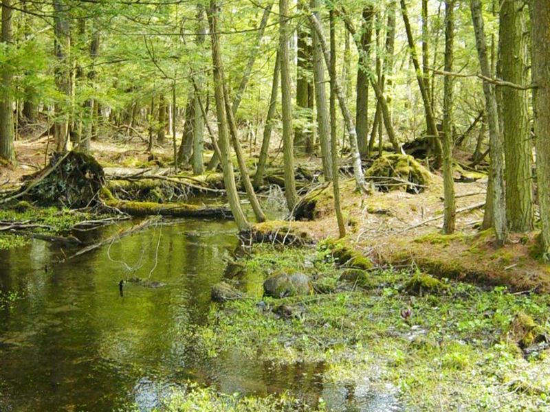 135 Acres W. Winfield Ny Financing : West Winfield : Herkimer County : New York