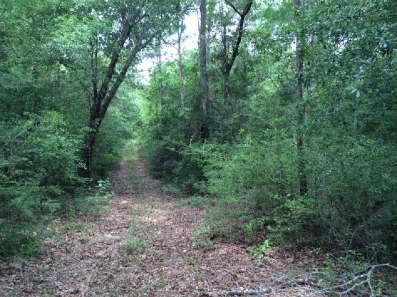 81.3 Acres +/ for Sale Harrison Cou : Saucier : Harrison County : Mississippi