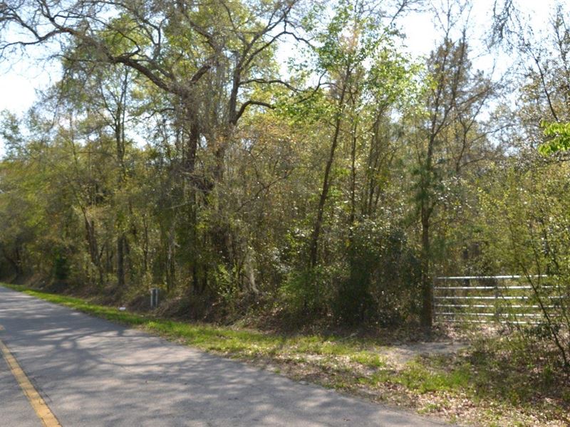 Wester Road 89 Acres : Lake City : Columbia County : Florida