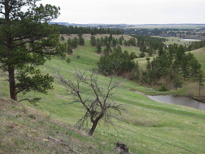 Wallace Draw : Hulett : Crook County : Wyoming