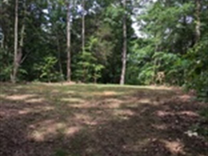 44 Wooded Tract in Columbia, Ky : Columbia : Adair County : Kentucky
