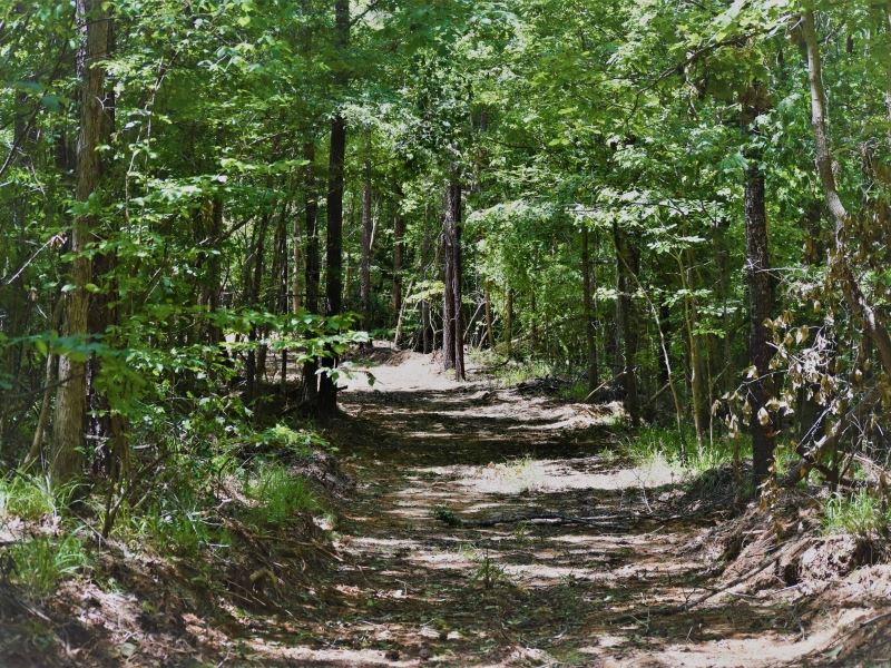 Timber Recreational Hunting Pasture : Fayette : Jefferson County : Mississippi