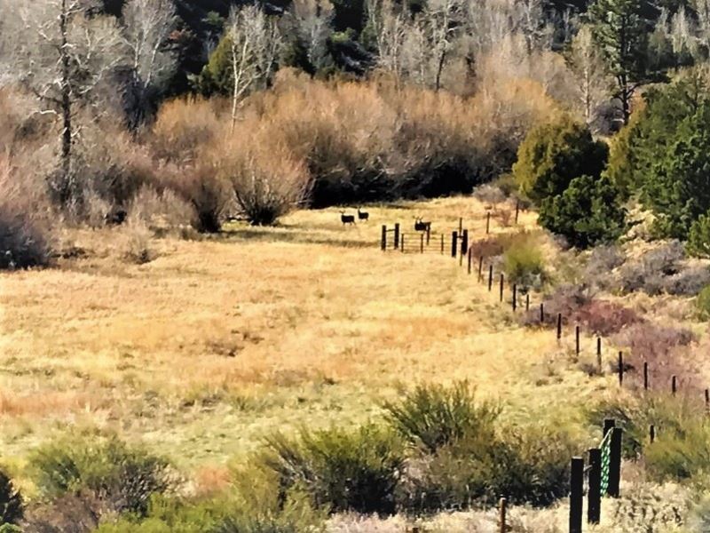 Bear Creek, Lot 118 : South Fork : Rio Grande County : Colorado