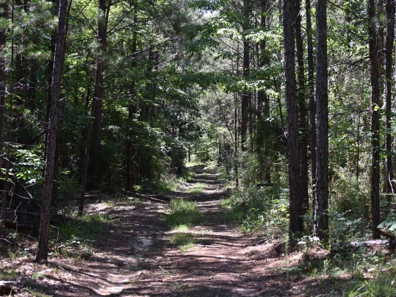 South Mississippi Hardwood Hunting : Mc Call Creek : Franklin County : Mississippi