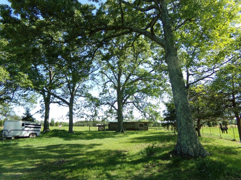 Gorgeous Mini Cattle Farm : Hohenwald : Lewis County : Tennessee