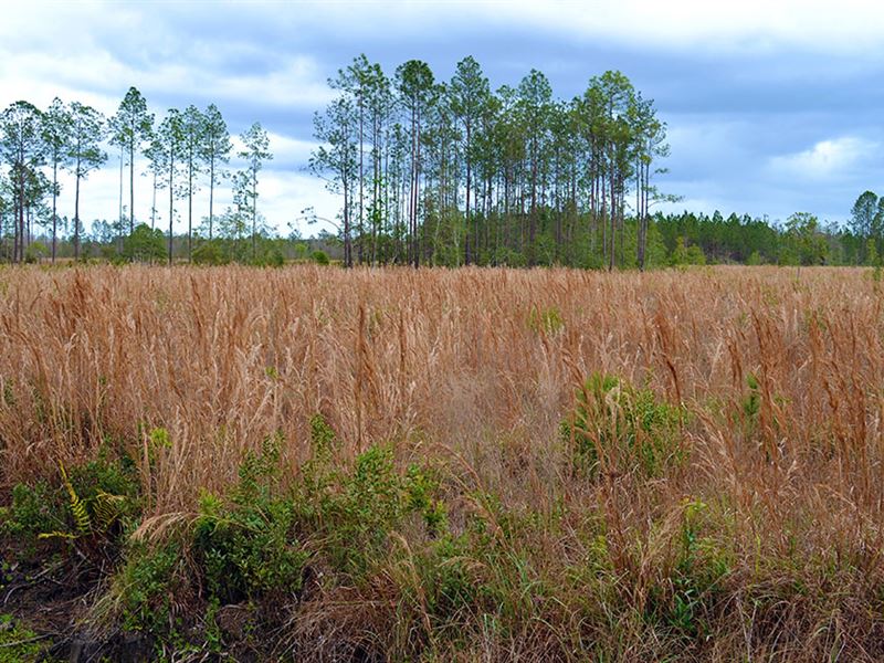 Woods Of Ormond Beach : Ormond Beach : Volusia County : Florida