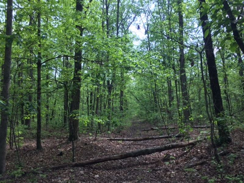 90+/-Acres Beautiful Mature Woods : Monteagle : Marion County : Tennessee