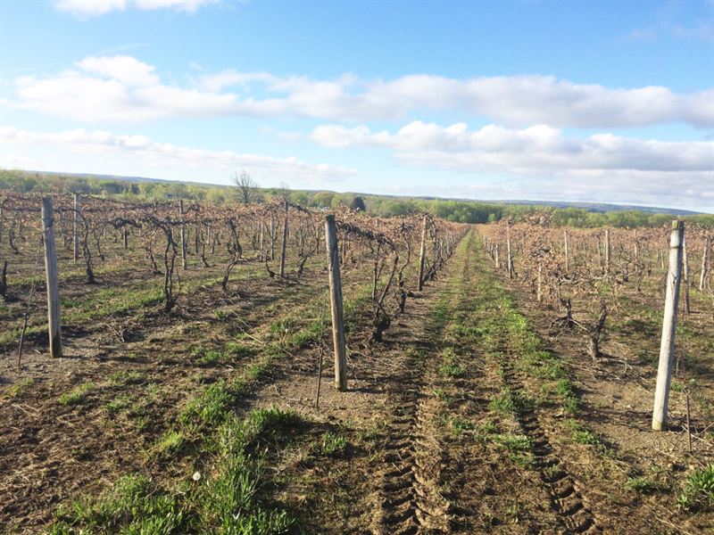 212 Acres Vineyards Silver Creek Ny : Silver Creek : Chautauqua County : New York