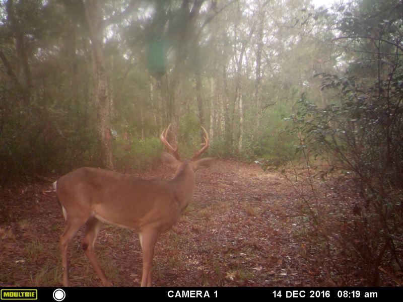 Plantation In-Holding : Lamont : Madison County : Florida