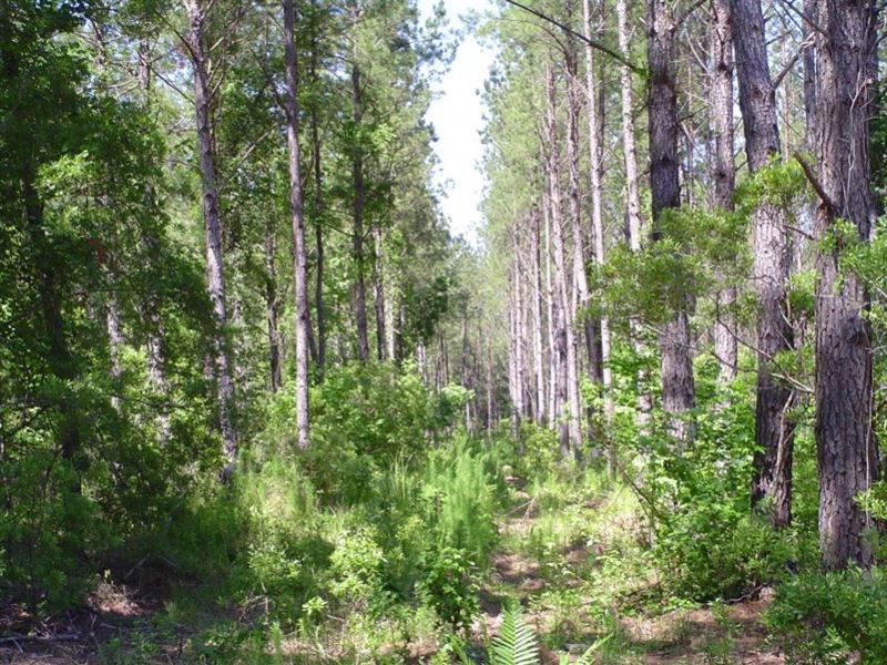 Thompson West Tract : Walterboro : Colleton County : South Carolina