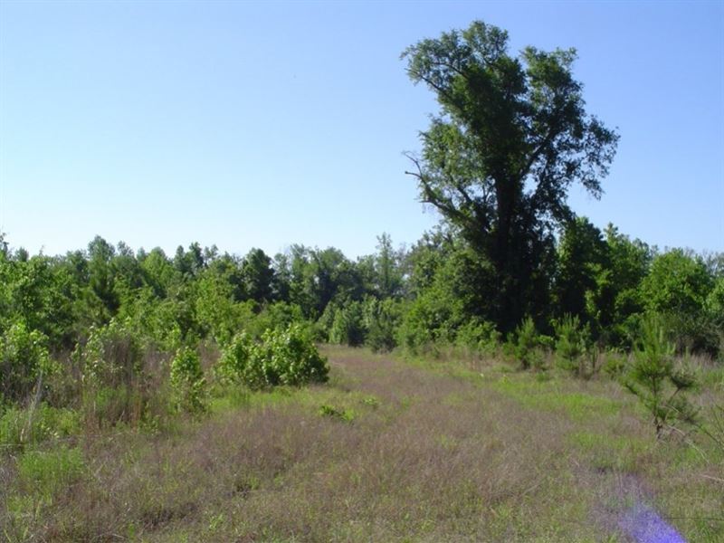 Hunters Chapel Tract : Bamberg : Bamberg County : South Carolina