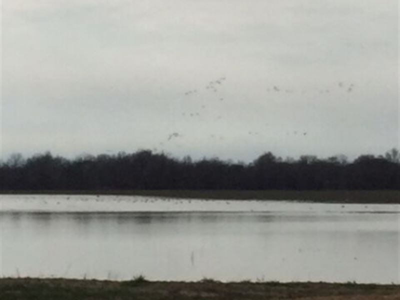 120 Acres in Quitman County : Marks : Quitman County : Mississippi