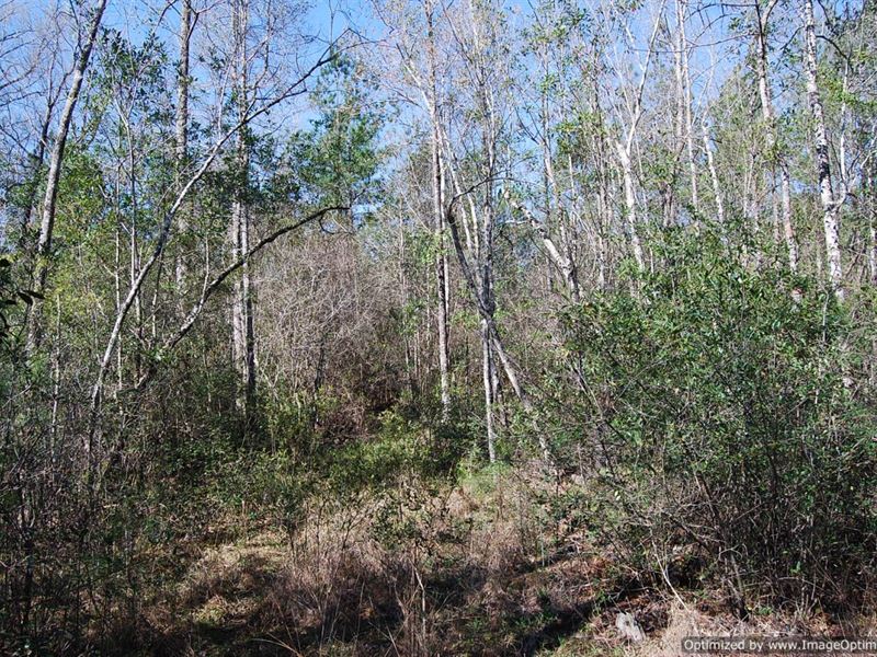 20 +/- Acres : Poplarville : Pearl River County : Mississippi