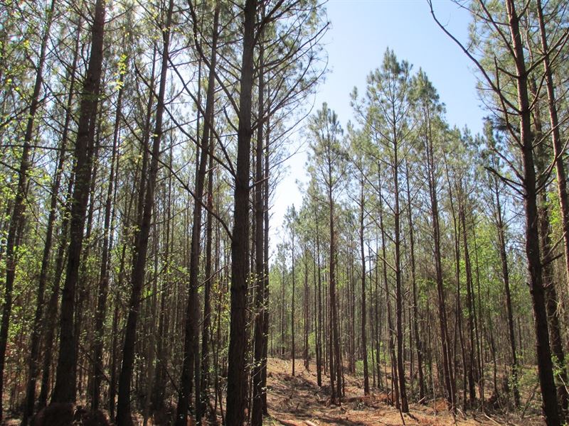 140+/- Ac Hunting, Farm Near Auburn : La Fayette : Chambers County : Alabama