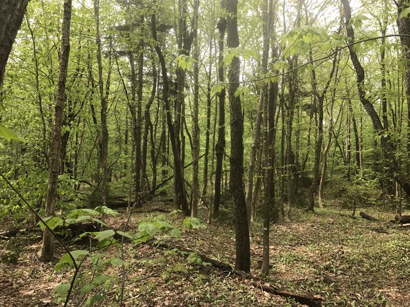 North Country Hunters Special : Boylston : Oswego County : New York