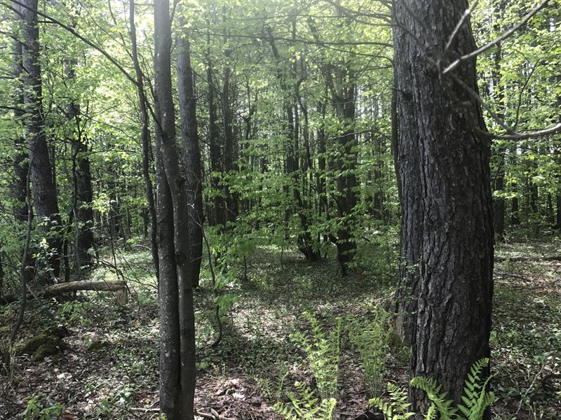 Pinetree Woodlands : Boylston : Oswego County : New York