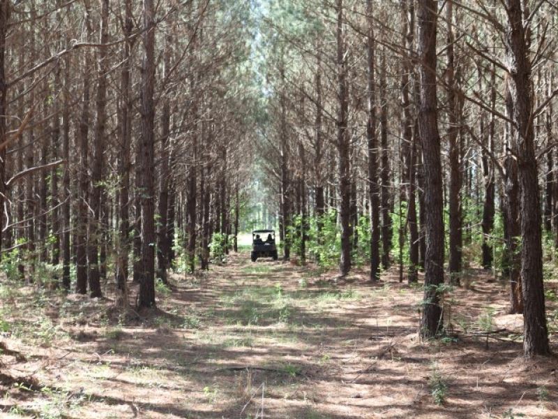 115 Acres in Jefferson Davis County : Prentiss : Jefferson Davis County : Mississippi