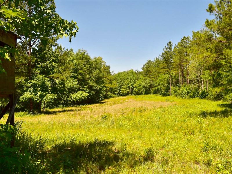 Pike County 497 Acres +/- : Troy : Pike County : Alabama