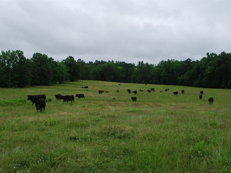 145 Acre Working Cattle Farm : Union : Union County : South Carolina