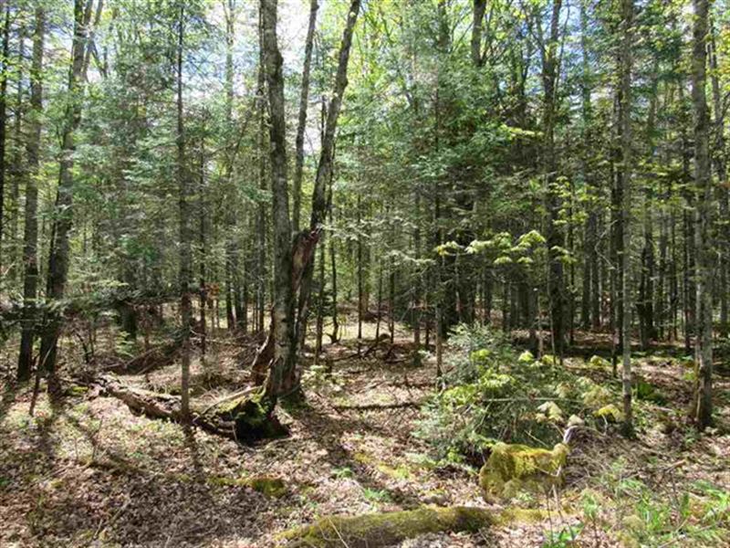 10 Acres E Petticoat Lk Rd 1101700 : Michigamme : Baraga County : Michigan