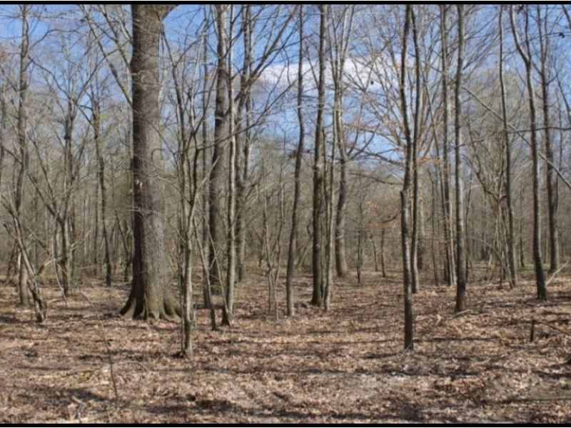 238 Acres in Noxubee County in Shuq : Shuqualak : Noxubee County : Mississippi