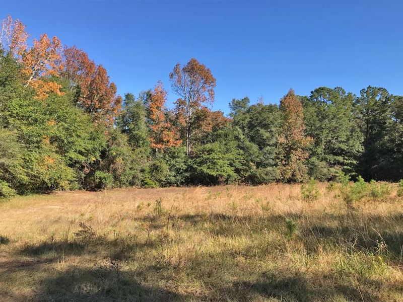 Sandy Creek Tract : Ponce De Leon : Walton County : Florida