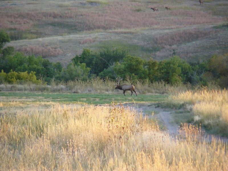 Pine Ridge Wildlife Ranch : Crawford : Sioux County : Nebraska