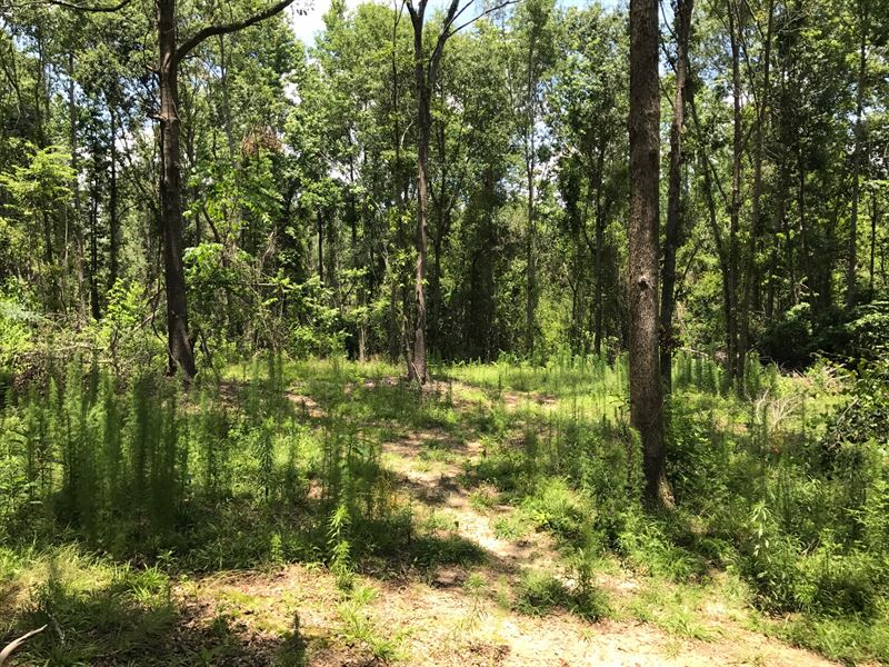 29+ Acres in Sumter County, Sc : Sumter : Sumter County : South Carolina