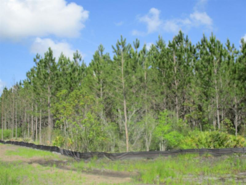 102 Acre Timberland Investment : Waycross : Ware County : Georgia