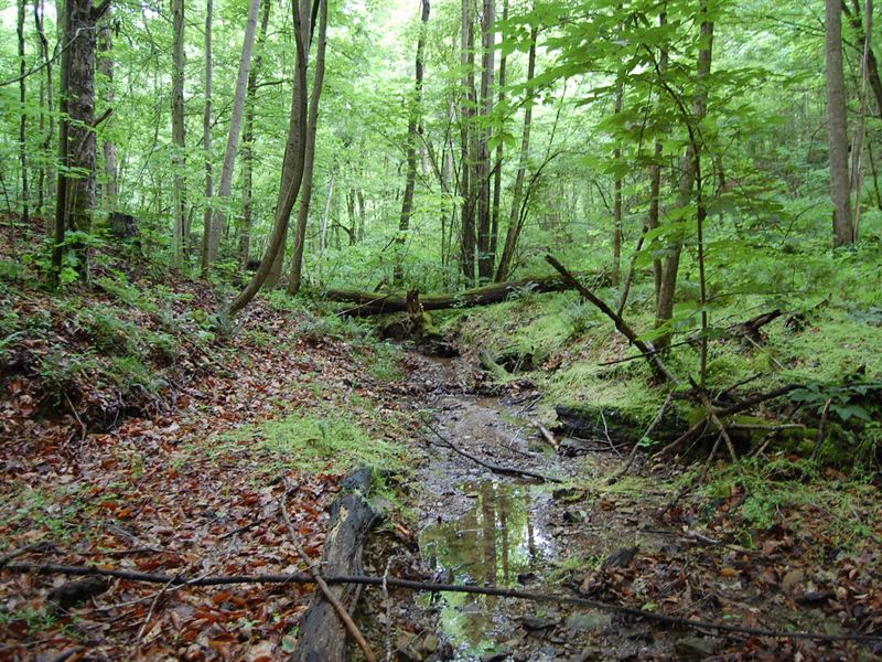 Marabel Rd - 33 Acres : Crown City : Gallia County : Ohio