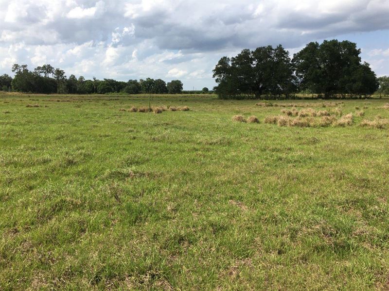 Wauchula Pasture : Wauchula : Hardee County : Florida
