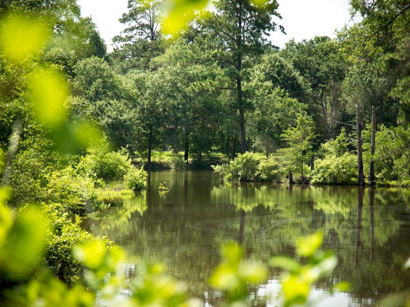38.7 Acres 2627 Fm 247 : Midway : Walker County : Texas