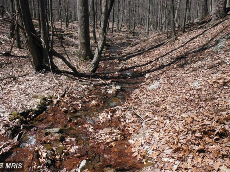 Mountain Stream : Baker : Hardy County : West Virginia